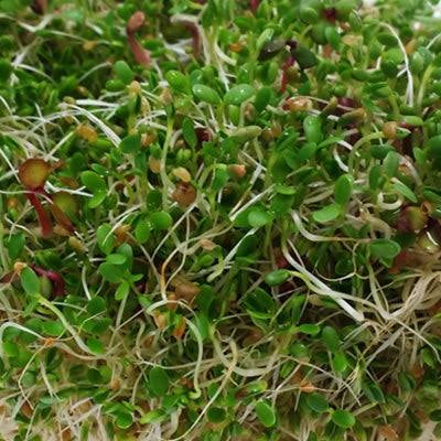 Spicy Sprouting Mix Microgreens