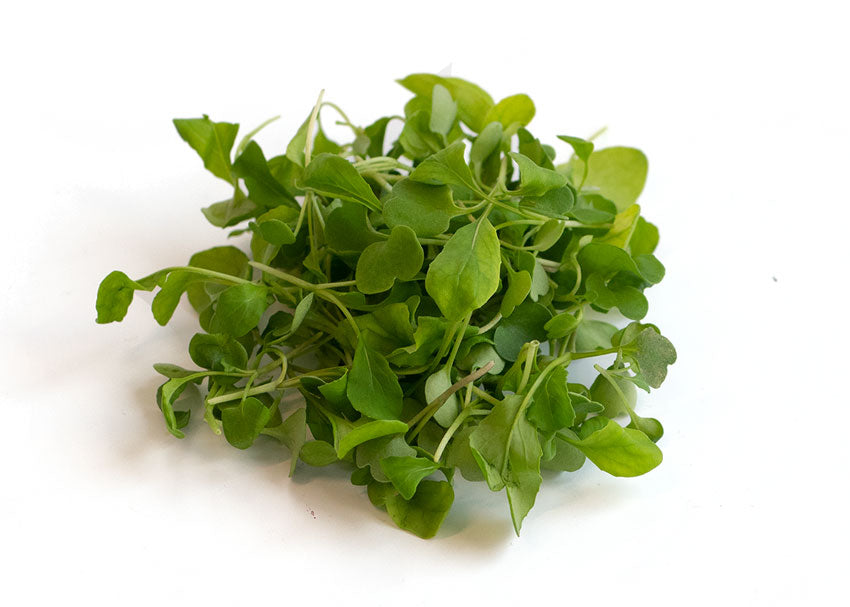 Arugula Microgreens