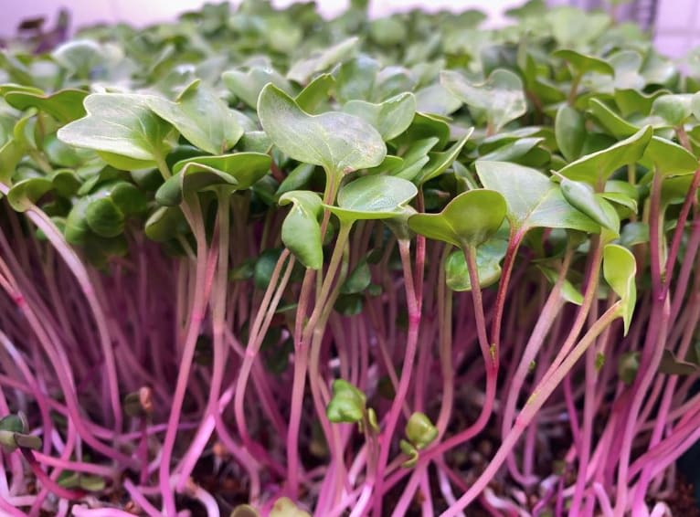 Radish Microgreens