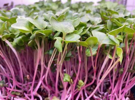 Radish Microgreens