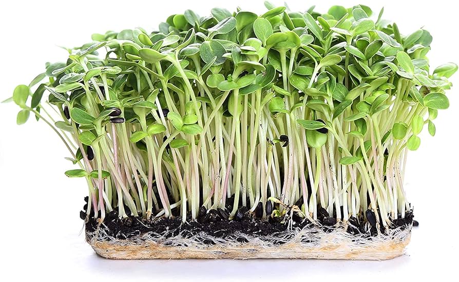 Sunflower Microgreens