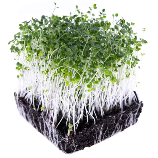 Mellow Salad Mix Microgreens