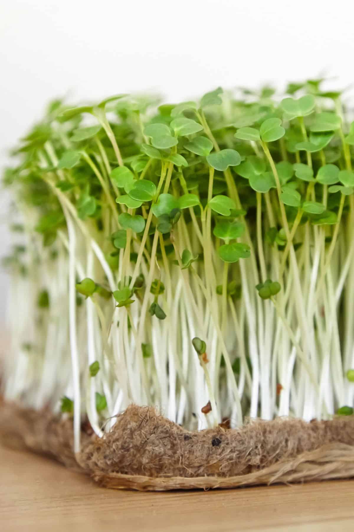 Arugula Microgreens