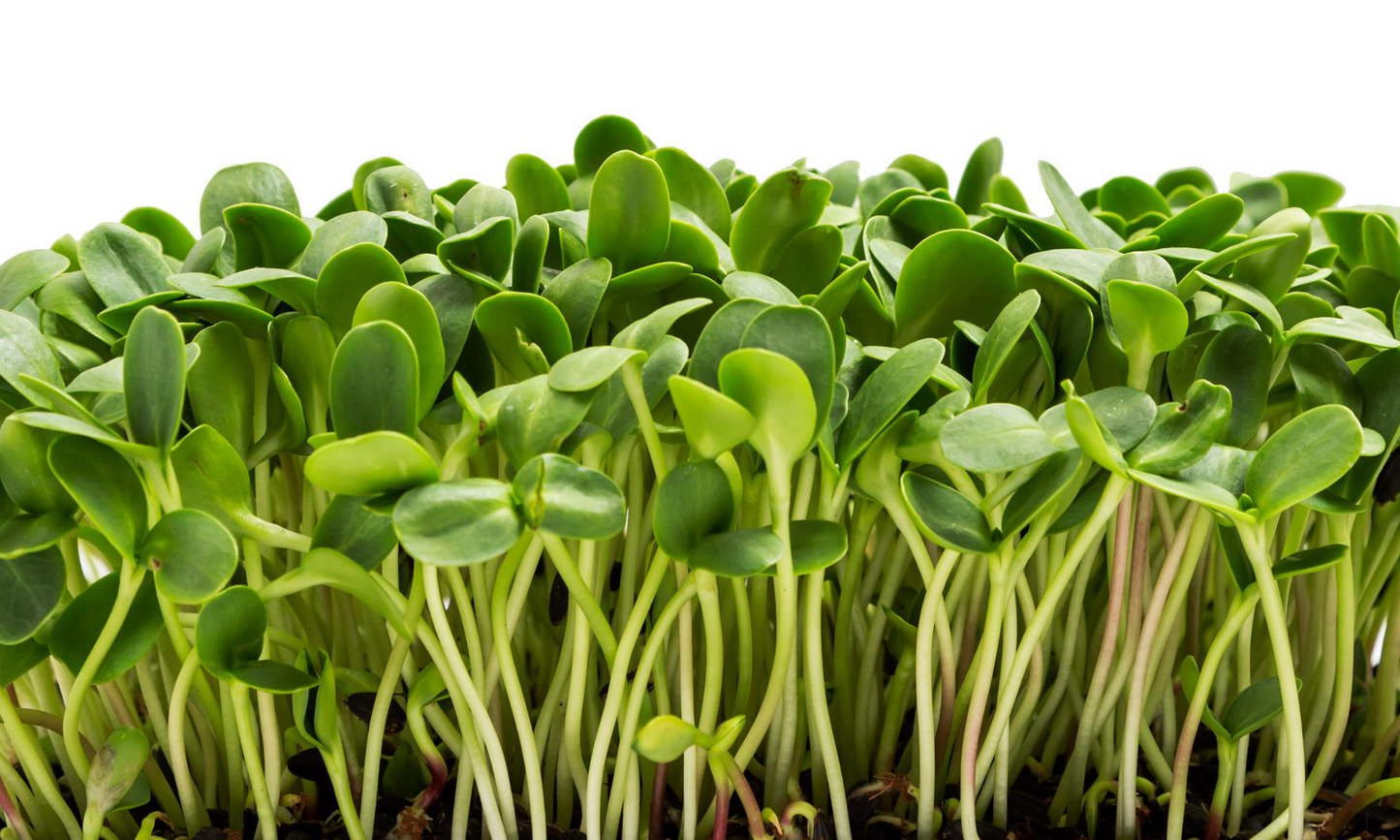 Sunflower Microgreens